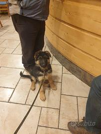 Ultima cucciola di pastore tedesco