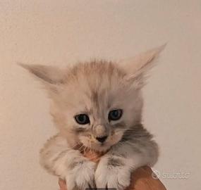 Maine coon cuccioli pedigree