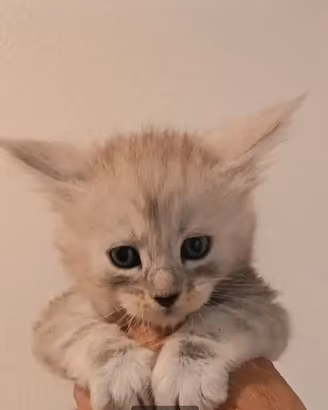 Maine coon cuccioli pedigree