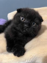 Scottish fold / straight