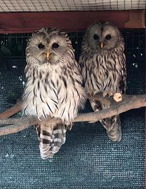 Strix uralensis rapaci