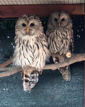 Strix uralensis rapaci