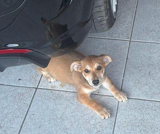 Cucciolo di cane
