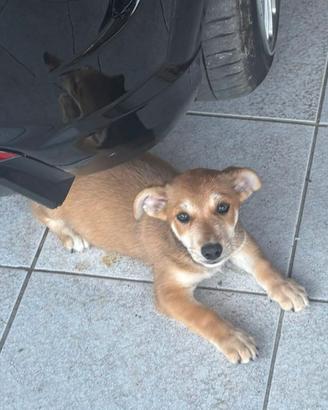 Cucciolo di cane