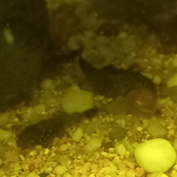 Pesci ancistrus