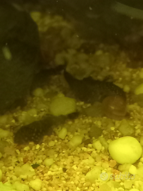 Pesci ancistrus
