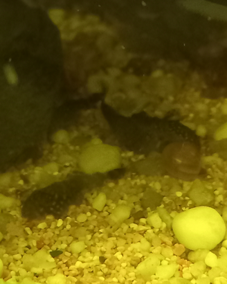 Pesci ancistrus