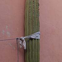 cactus gigante
