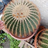 echinocactus grusonii