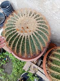 echinocactus grusonii