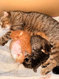 Cucciolata Madre Scottish Fold