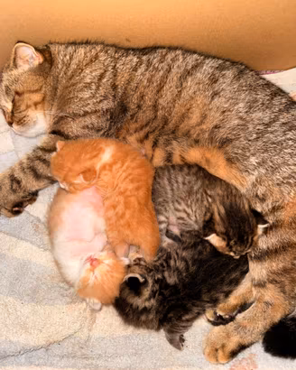 Cucciolata Madre Scottish Fold