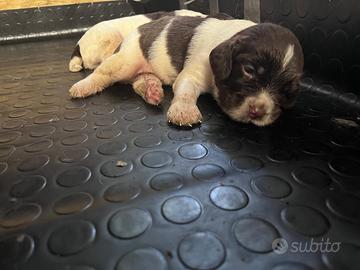 Cuccioli di springer spaniel