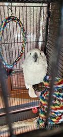 Cacatua Alba