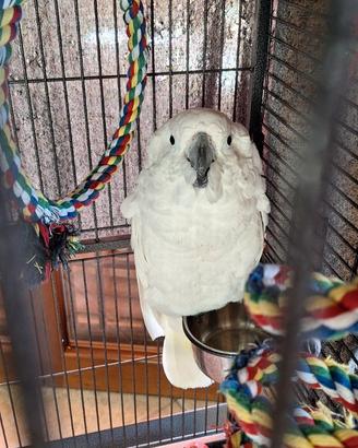 Cacatua Alba