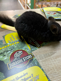 Cincillà ebony dark