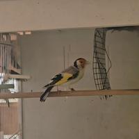 Cardellino major agata faciatto