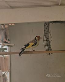 Cardellino major agata faciatto