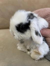 Coniglio nano ariete mini loop stracciatella