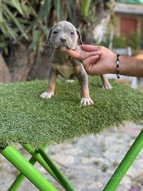 Pitbull tricolore 
