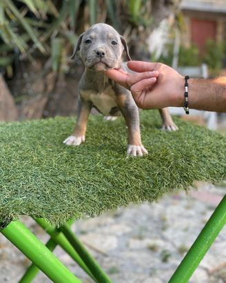 Pitbull tricolore 