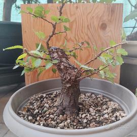 VENDUTO  - Bonsai Olmo corteccia maestosa