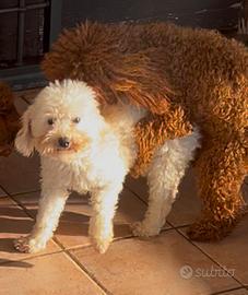 Barboncino Toy bianco Enci