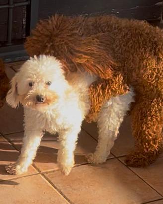 Barboncino Toy bianco Enci