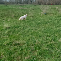 Setter di 8mesi con pedigree,figlio di campioni