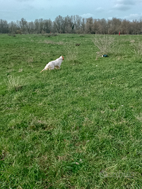 Setter di 8mesi con pedigree,figlio di campioni