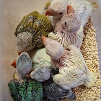 Pulli di parrocchetto dal collare