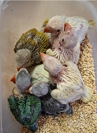 Pulli di parrocchetto dal collare