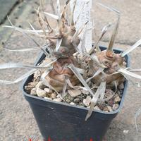 Tephrocactus articulatus 