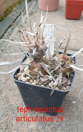 Tephrocactus articulatus 
