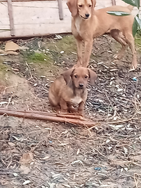 Cani da caccia bassottina incrocio dachsbrak