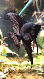 Acquario Aquatlantis