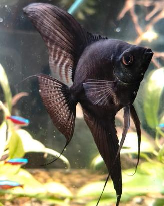 Acquario Aquatlantis