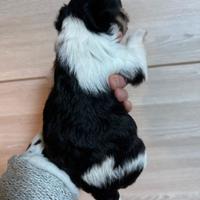 Biewer Yorkshire Terrier