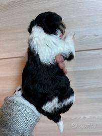 Biewer Yorkshire Terrier