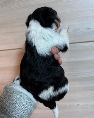 Biewer Yorkshire Terrier