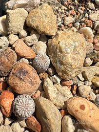 Pelecyphora Asselliformis SB 894 SLP Mexico
