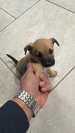 Cuccioli di cane meticcio border collie