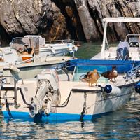 Conero Delfino Open 4,55 mt – Johnson 25 CV 2T