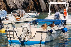 Conero Delfino Open 4,55 mt – Johnson 25 CV 2T