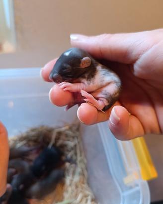 Ratto norvegese domestico