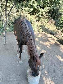 Cavalla araba