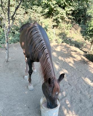 Cavalla araba
