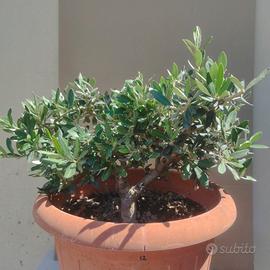 bonsai di olivo