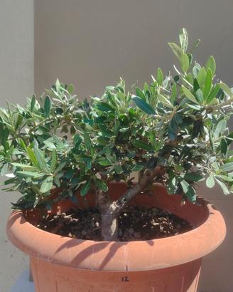 bonsai di olivo