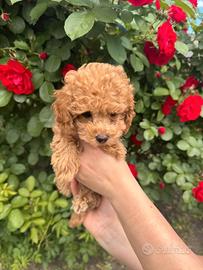 Maltipoo Barboncino